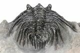Spiny Leonaspis Trilobite - Morocco #245539-3